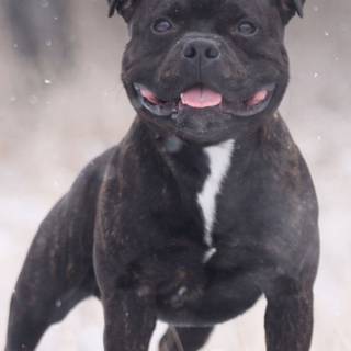 Staffordshire Bull Terriers wallpaper