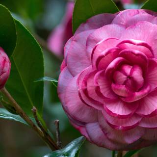 Pink Camellia wallpaper