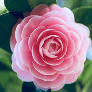 Pink Camellia wallpaper