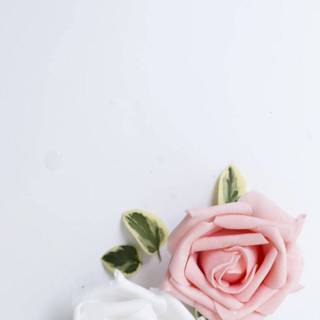 Roses iPhone wallpaper