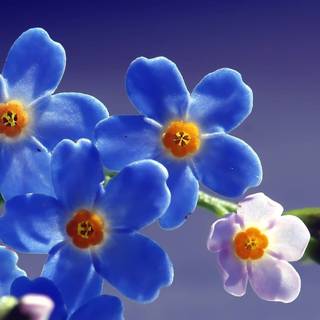 Purple blue flower wallpaper