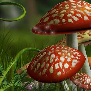 Flowers and mushrooms wallpaper