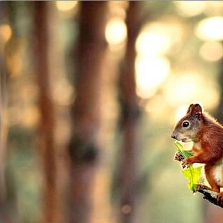 Squirrel HD wallpaper