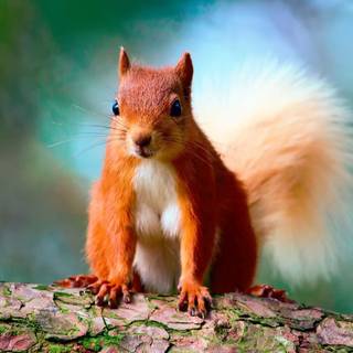 Squirrel HD wallpaper