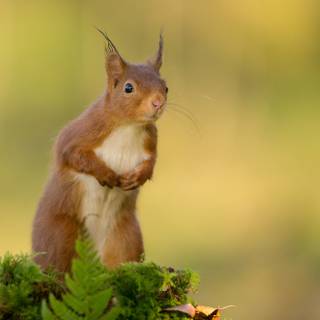 Squirrel HD wallpaper