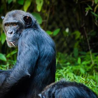 Chimpanzee HD wallpaper