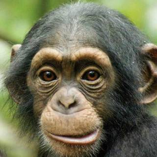 Chimpanzee HD wallpaper