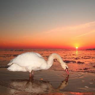 Sunset  swans wallpaper
