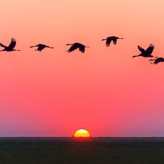 Sunset  swans wallpaper