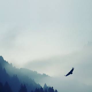 Flying birds HD mobile wallpaper