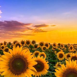 Summer sunflowers wallpaper