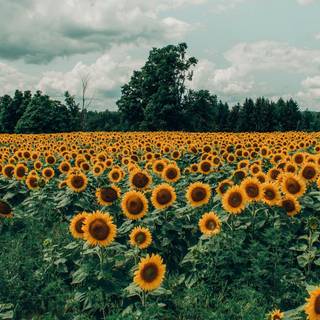 Summer sunflowers wallpaper