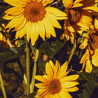 Summer sunflowers wallpaper