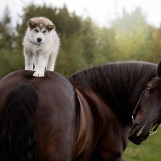 Dog and horse wallpaper
