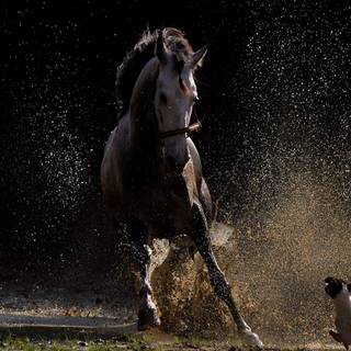 Dog and horse wallpaper
