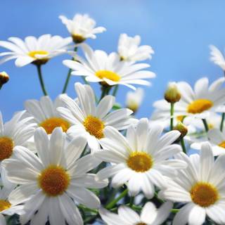 Magical daisies wallpaper