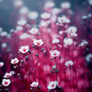 Magical daisies wallpaper