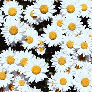 Magical daisies wallpaper