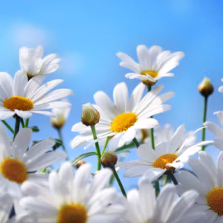 Magical daisies wallpaper