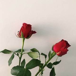 Aesthetic rose wallpaper