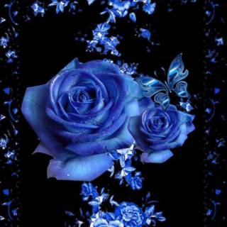 Blue rose phone 4k wallpaper