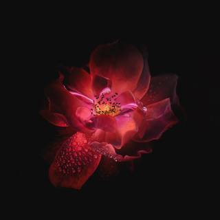 Dark flowers wallpaper