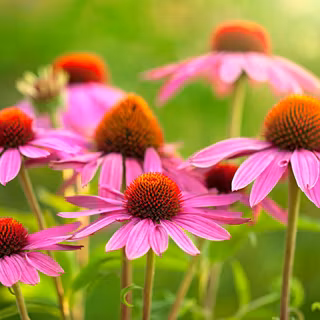 Echinacea flower wallpaper