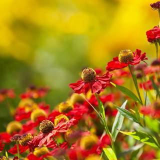 Echinacea flower wallpaper