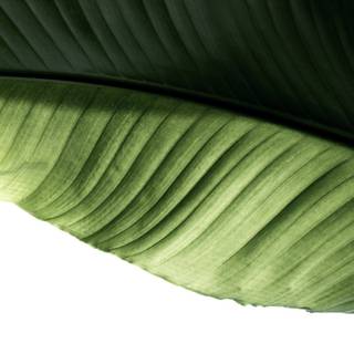 Banana leaf wallpaper