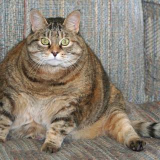 Fat animals wallpaper