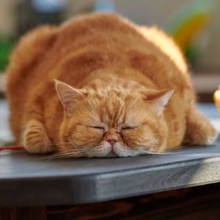 Fat animals wallpaper