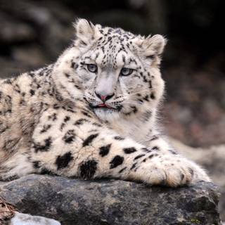 Fat animals wallpaper