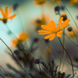 Flowers macro nature blurred wallpaper