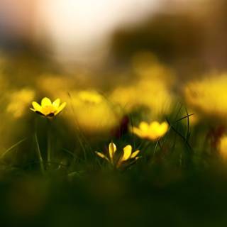 Flowers macro nature blurred wallpaper