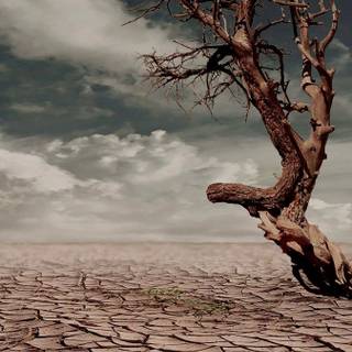 Dry tree clouds sky wallpaper