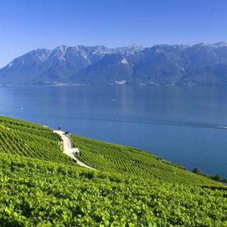 Summer Alps wallpaper