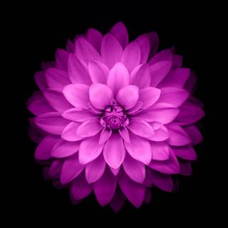 4k voilet flower amoled wallpaper