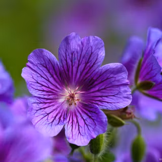 4k voilet flower amoled wallpaper