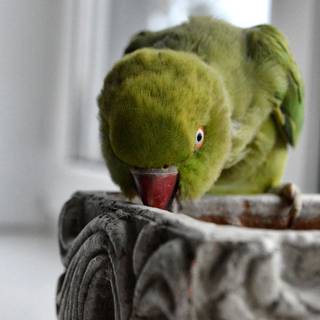 Indian Ringneck wallpaper