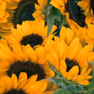 iPhone sunflower HD wallpaper