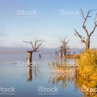 Australia lake silent morning wallpaper