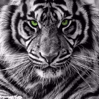 Tiger iPhone wallpaper