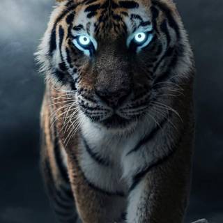 Tiger iPhone wallpaper