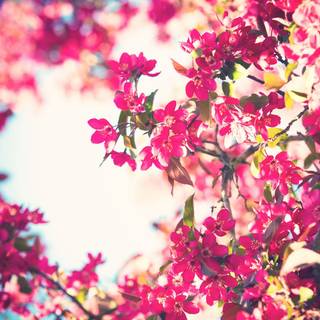 Blooming pink wallpaper