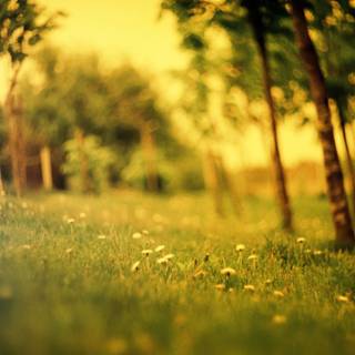 Green summer wallpaper