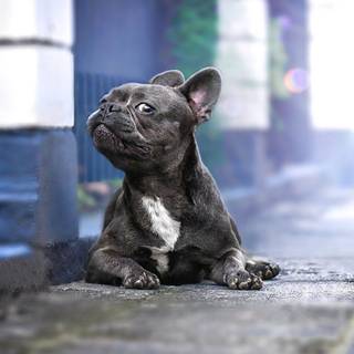 Frenchie Bulldog wallpaper