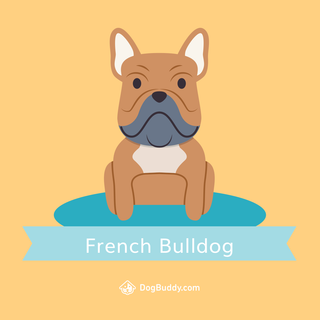 Frenchie Bulldog wallpaper