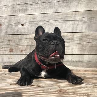 Frenchie Bulldog wallpaper