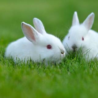 White rabbit HD wallpaper