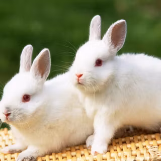 White rabbit HD wallpaper